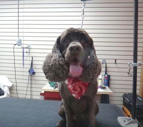 Doggie Style Pet Grooming - Warren, MI