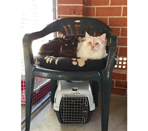 Glenhaven Boarding Cattery - Glenhaven, NSW