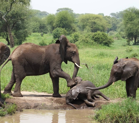 Ombeni African Safaris - Middleton, WI