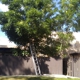 Care Tree Lawn and Tree Service