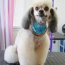 Montgomery Pet Grooming - Pet Services