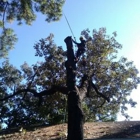 Jose Ramos Tree Service