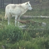 Grizzly & Wolf Discovery Center gallery