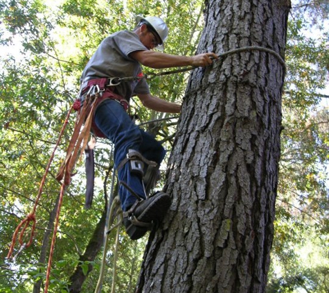 Fine Tree Care - Sebastopol, CA