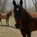 Honey Lee Ranch - Horse Boarding