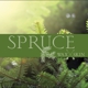 Spruce Wax & Skin