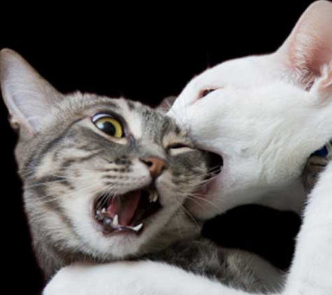 Blackheath Veterinary Clinic - Blackheath, NSW