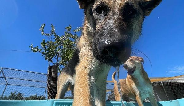 Vintage Dog Ranch - Sonoma, CA