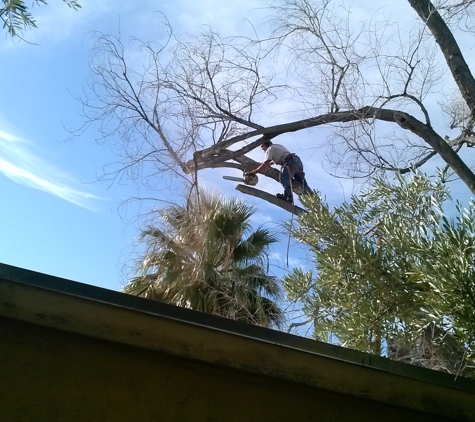 Total Tree Removal - Las Vegas, NV