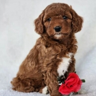 Mountain Meadow Puppies