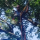 Tip Top Tree Service