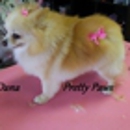 Pretty Paws Pet Grooming - Car Wash