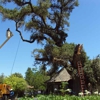 branching out tree service gallery