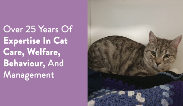 Cats Retreat - North Maclean, QLD. Over 25 Years Of Expertise In Cat Care, Welfare, Behaviour, And Management