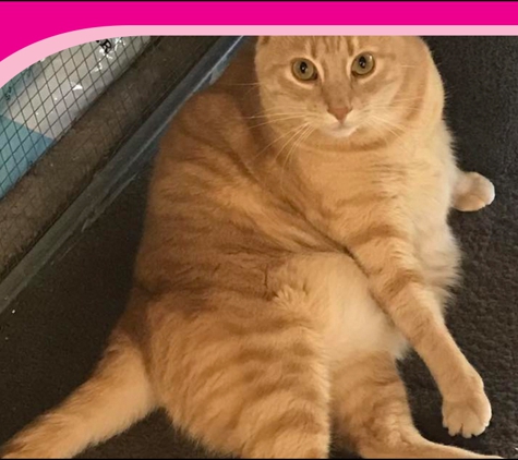 Geelong Cat Retreat - Armstrong Creek, VIC. Pamper Your Cats At Their Home Away From Home