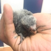 African Greys 91O.613.O433 Bengal Kittens Capuchin Marmoset Finger Monkeys gallery