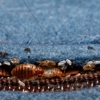 Aim Pest Solutions gallery