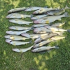 TheFishaholic/LakeErie Sport Fishing. gallery