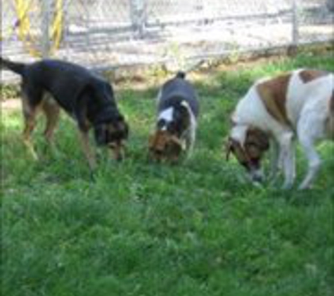 Canine Camp - Jacksonville, IL