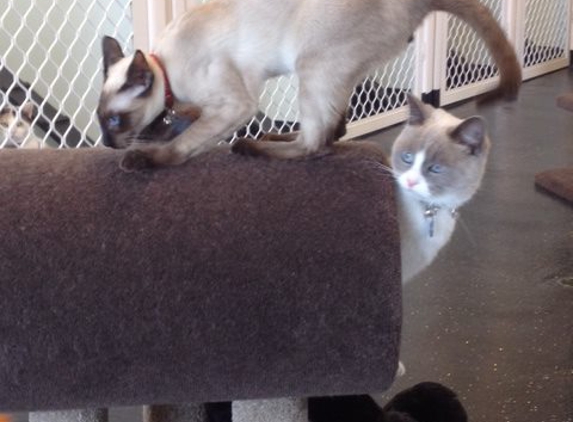 Paw Park Pet Resort - Woodburn, NSW