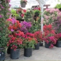 Coral Springs Nursery