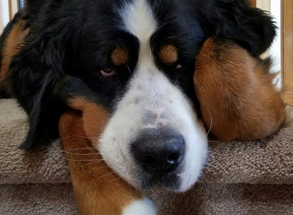 Clean As A Whisker - Ronkonkoma, NY. Molly on Guard Duty!