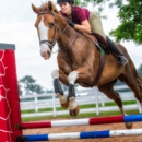 SCC Farm - Horse Training