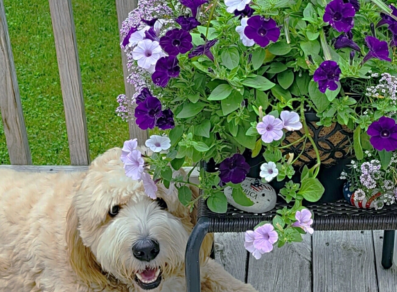 Animal Medical Center of Boone - Boone, NC. Yogi Loving Summer 2021