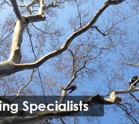 Global Arborist Australia - Port Melbourne, VIC. Pruning Specialists