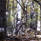 Coastal Pine Straw & Forestry Mowing