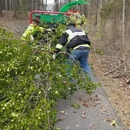 Tree Service Fredericksburg - Tree Service