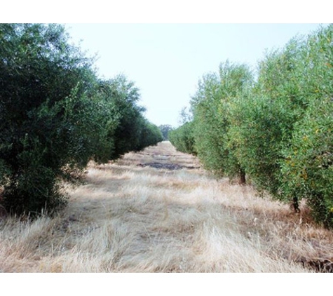 Paterson Property Valuers WA Pty Ltd - North Perth, WA. Olive grove