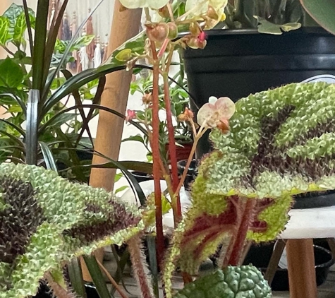 Leaf & Loam Houseplants - Williamsville, NY