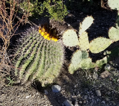 Dove Mountain Cleaners - Marana, AZ