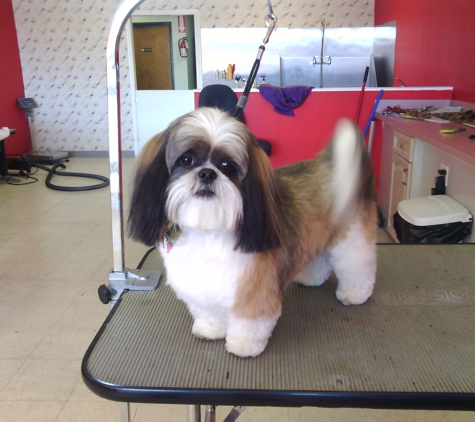 Pampered Pups Pet Grooming - Garland, TX