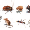 Alamo Pest Control Environment Services, Inc. gallery