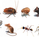 Alamo Pest Control Environment Services, Inc. - Insect Control Devices