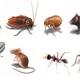 Alamo Pest Control Environment Services, Inc.