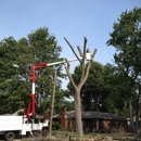 TOP NOTCH TREE SERVICE - Tree Service