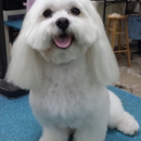 Poochitas Dog Salon & Spa - Pet Services