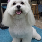 Poochitas Dog Salon & Spa