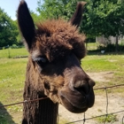 Patchwork Farm Alpacas