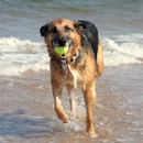 Canines 4 Hope Dog Training - Pet Services
