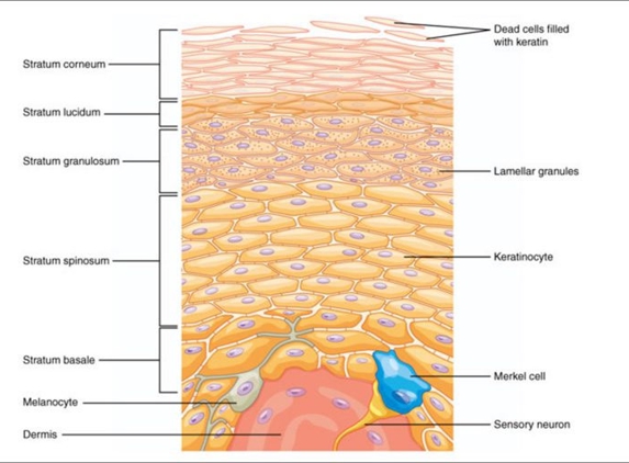Port Macquarie Skin Cancer Clinic - Port Macquarie, NSW