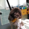 Snip N' Clip Dog Grooming gallery