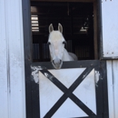 Chastain Horse Park - Horse Training