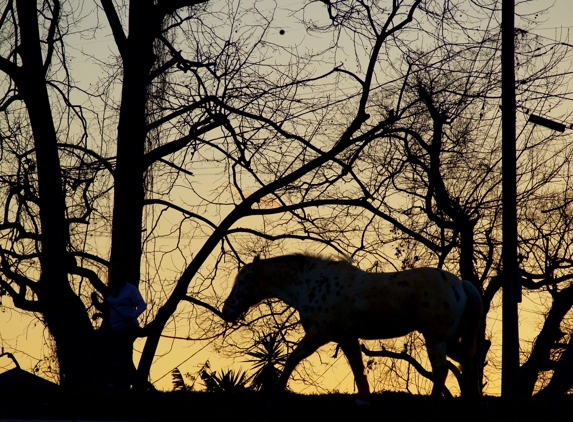 Riverbend Stables - New Orleans, LA