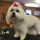 Top Notch Grooming - Pet Grooming