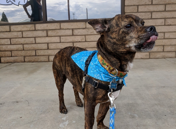 Shedding Clean - Phoenix, AZ