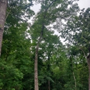 Lopez Tree Service - Tree Service